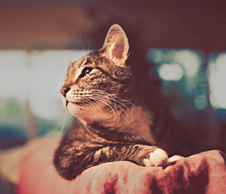 低空無人機測繪:高效、精確、廣泛應用的新興技術